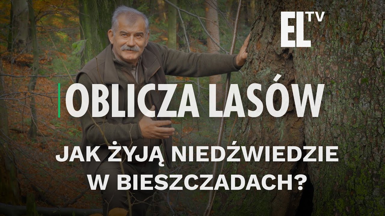 Jak żyją niedźwiedzie w Bieszczadach? | OBLICZA LASÓW #144