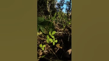 Turtle mode saved me again #turtlemode #fpv #fpvdrone #djiavata #nature