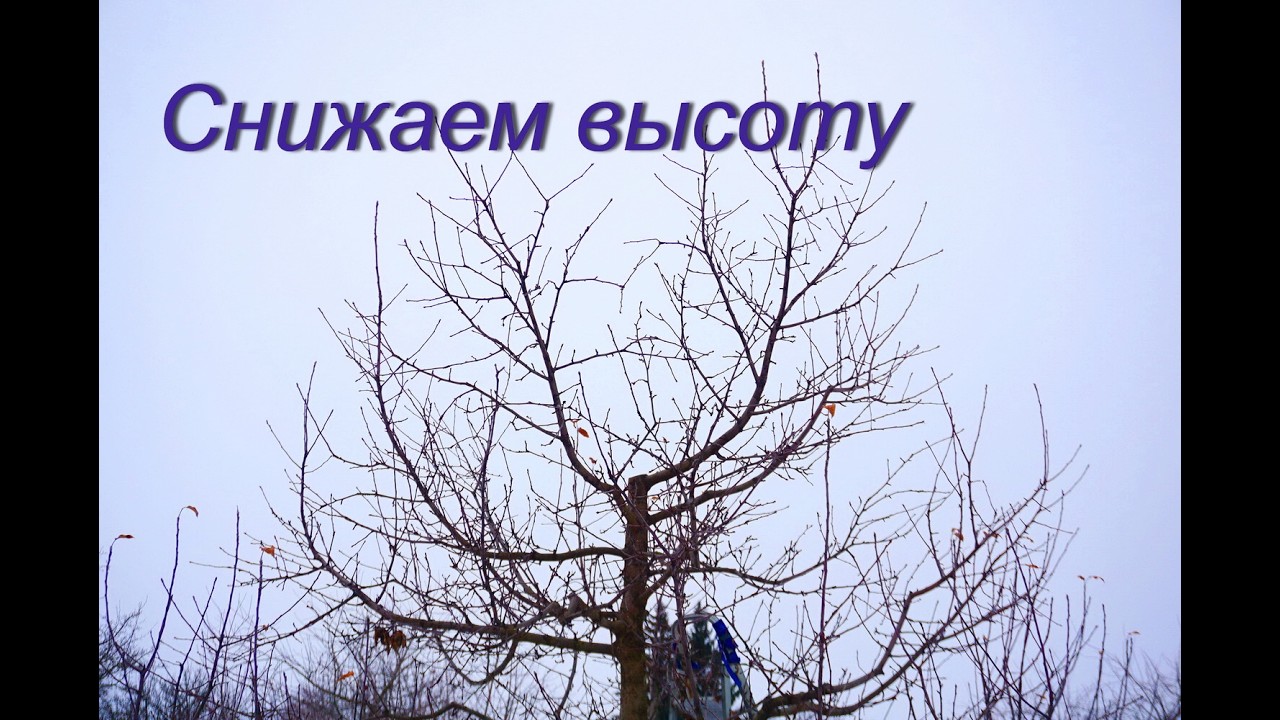 Снижение высоты дерева