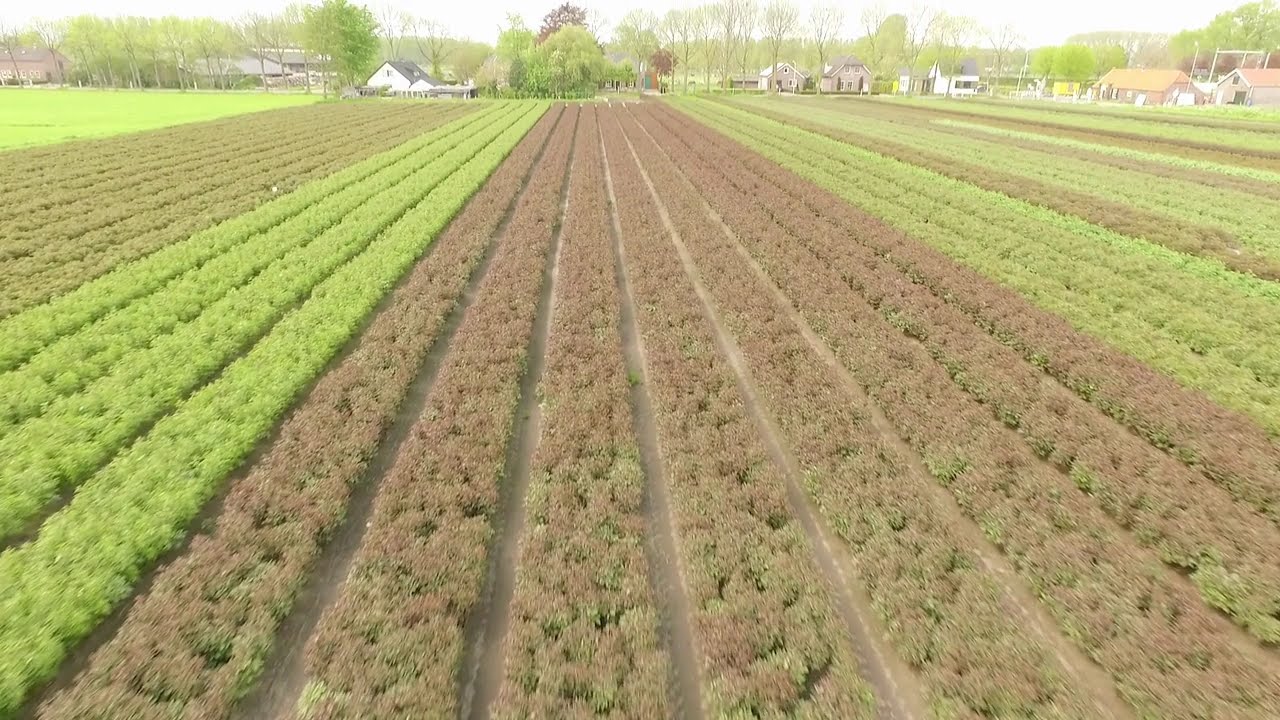Millions of Peonies from Green Works are waiting to burst into flower