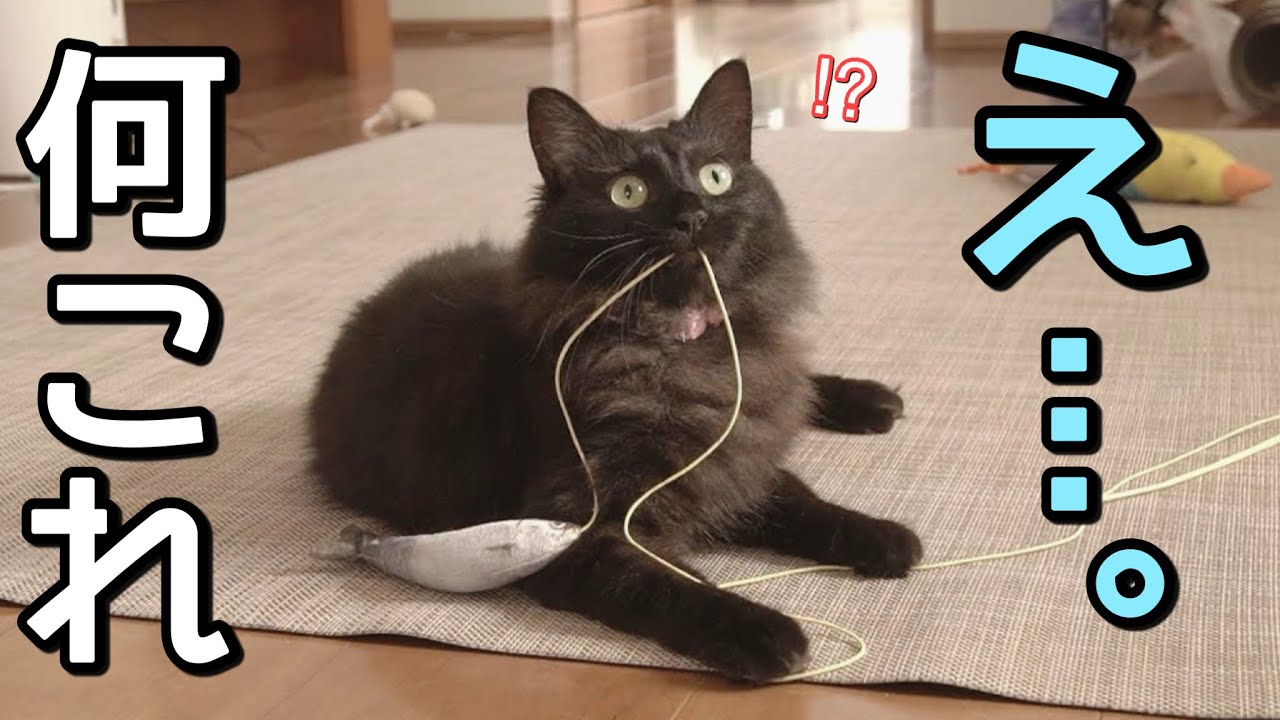 アレが届く！？猫と一緒に宅配を待っていたら…まさかの展開に癒された