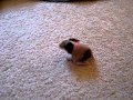 Baby skinny pig squeaking