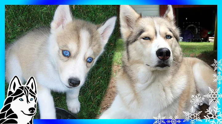 SHELBY THE HUSKY as a HUSKY PUPPY | Puppy Days