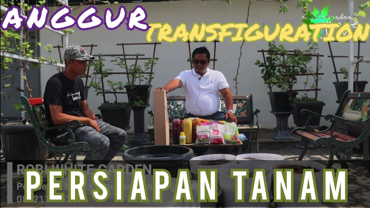 Proses PERSIAPAN dan PENANAMAN BIBIT ANGGUR dari AWAL sampai AKHIR