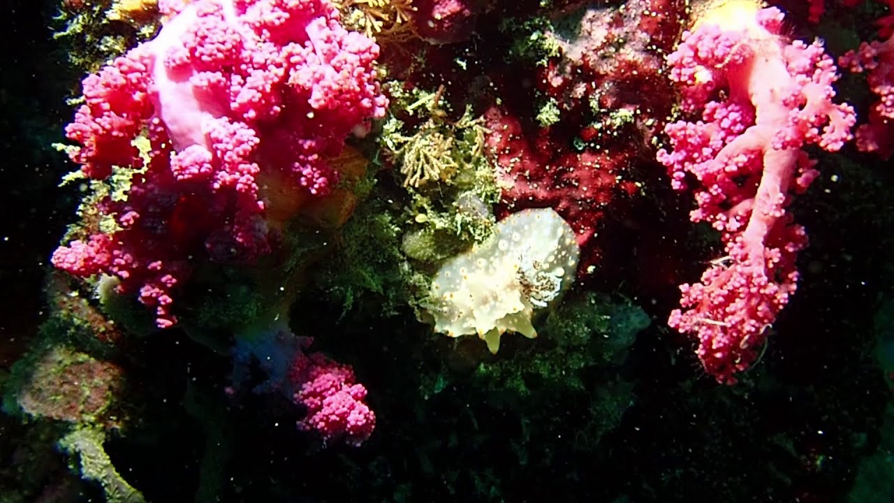 Filipinas 4. Malapascua, Lapus Pinnacle