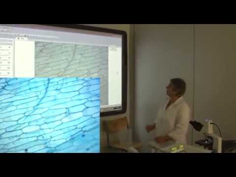 Videó: Mi az a tubuláris vizsgálat?