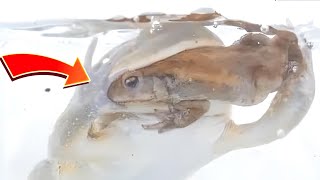 Toads are eaten by frogs underwater【WARNING LIVE FEEDING】