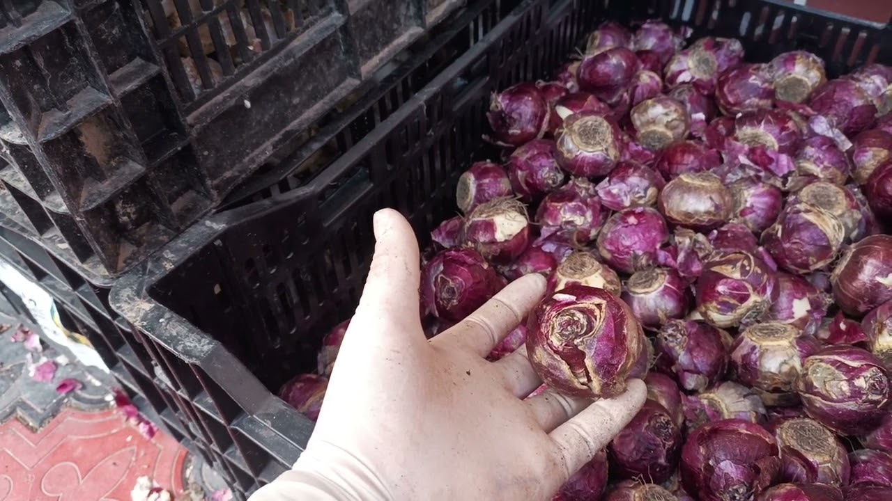 Гиацинт ва Пион гулларимиз келди заказлар учун личка  @ANYA_BURANOVAA   @JAXONGIR_BURANOVV