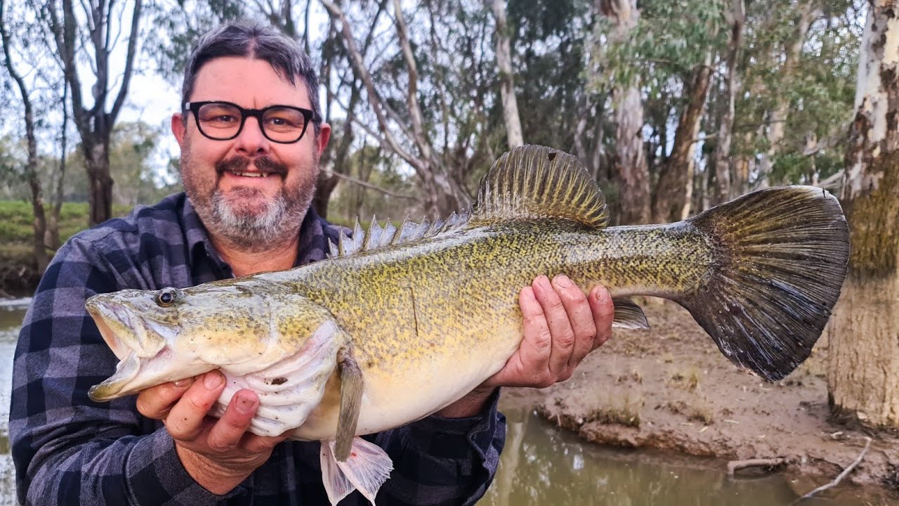 Winter Murray cod fishing with cheese - YouTube