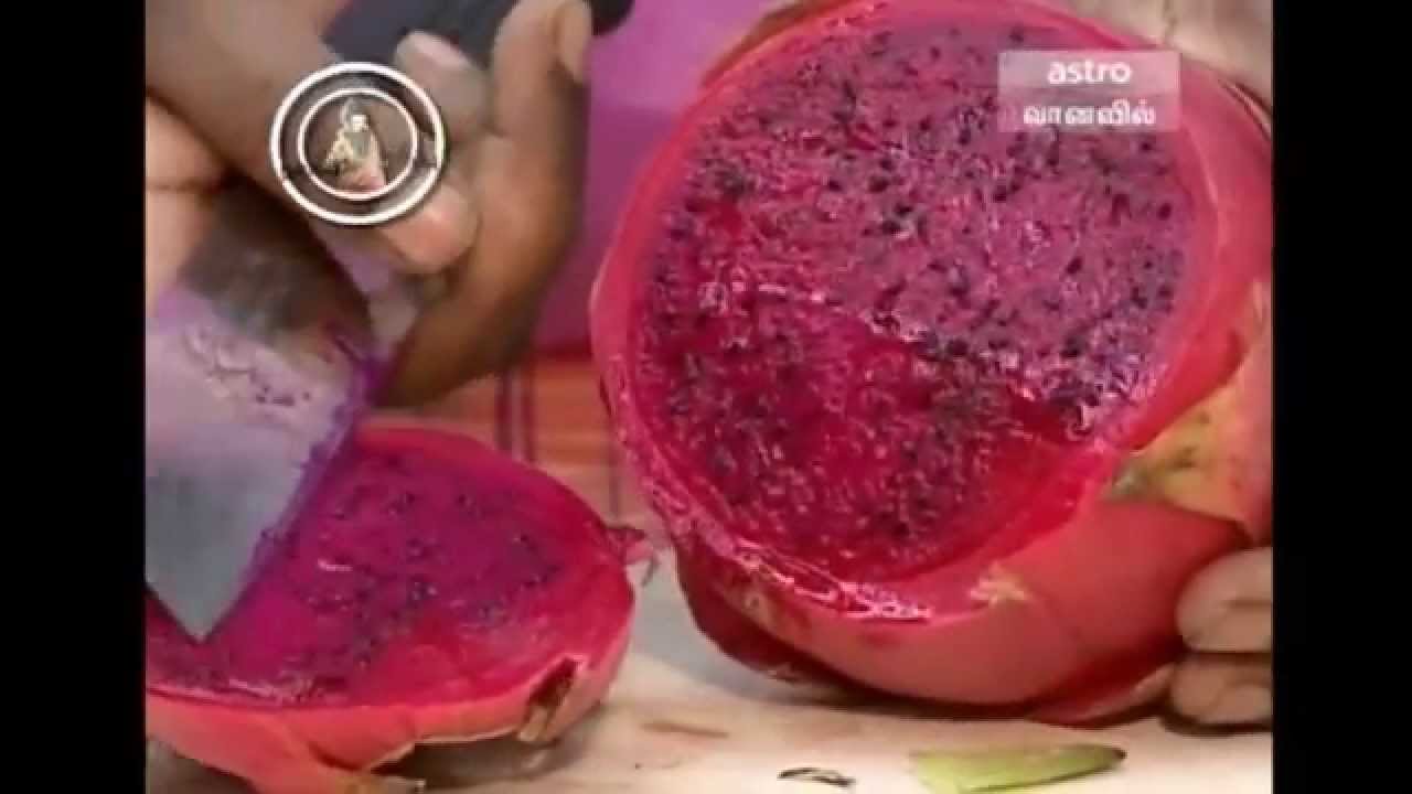 healthy benefits from dragon fruit (tamil) - youtube