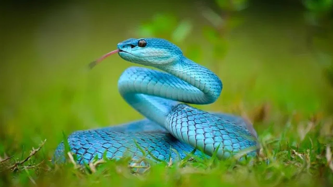 8 serpentes raras que são MUITO perigosas