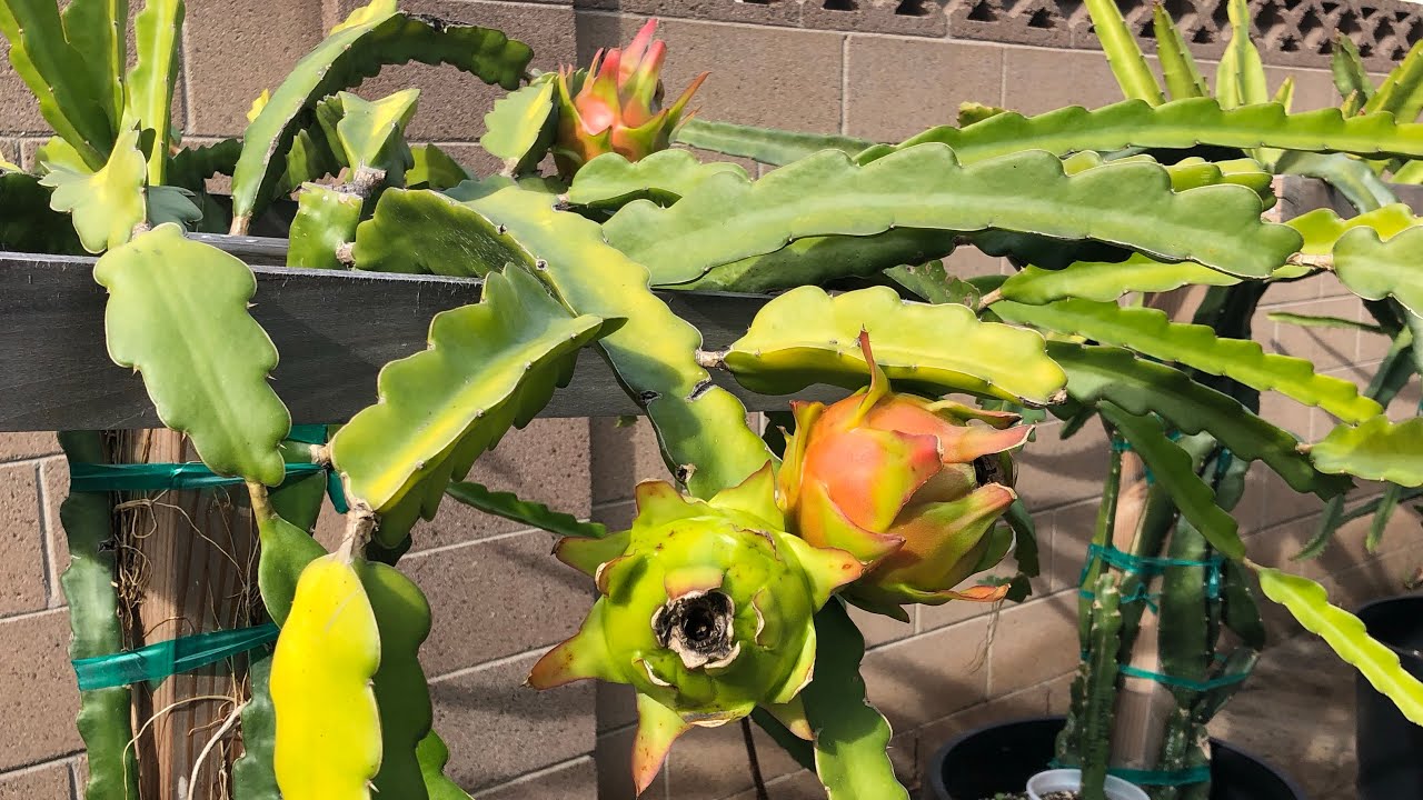 Dragon Fruits Ripening During Winter Season YouTube