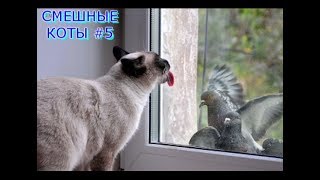 Приколы с кошками и котами #5. Подборка смешных и интересных видео с котиками и кошечками 2017 Приколы с кошками и котами #5. Подборка смешных и интересных видео с котиками и кошечками 2017