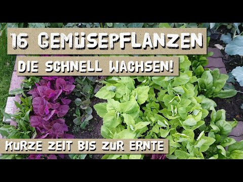 Video: Schnell Wachsendes Gemüse