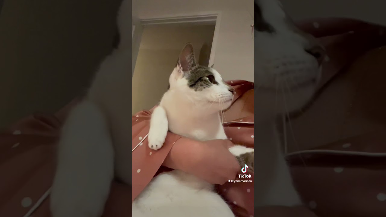 Cute cat “Stop smothering me!” YouTube