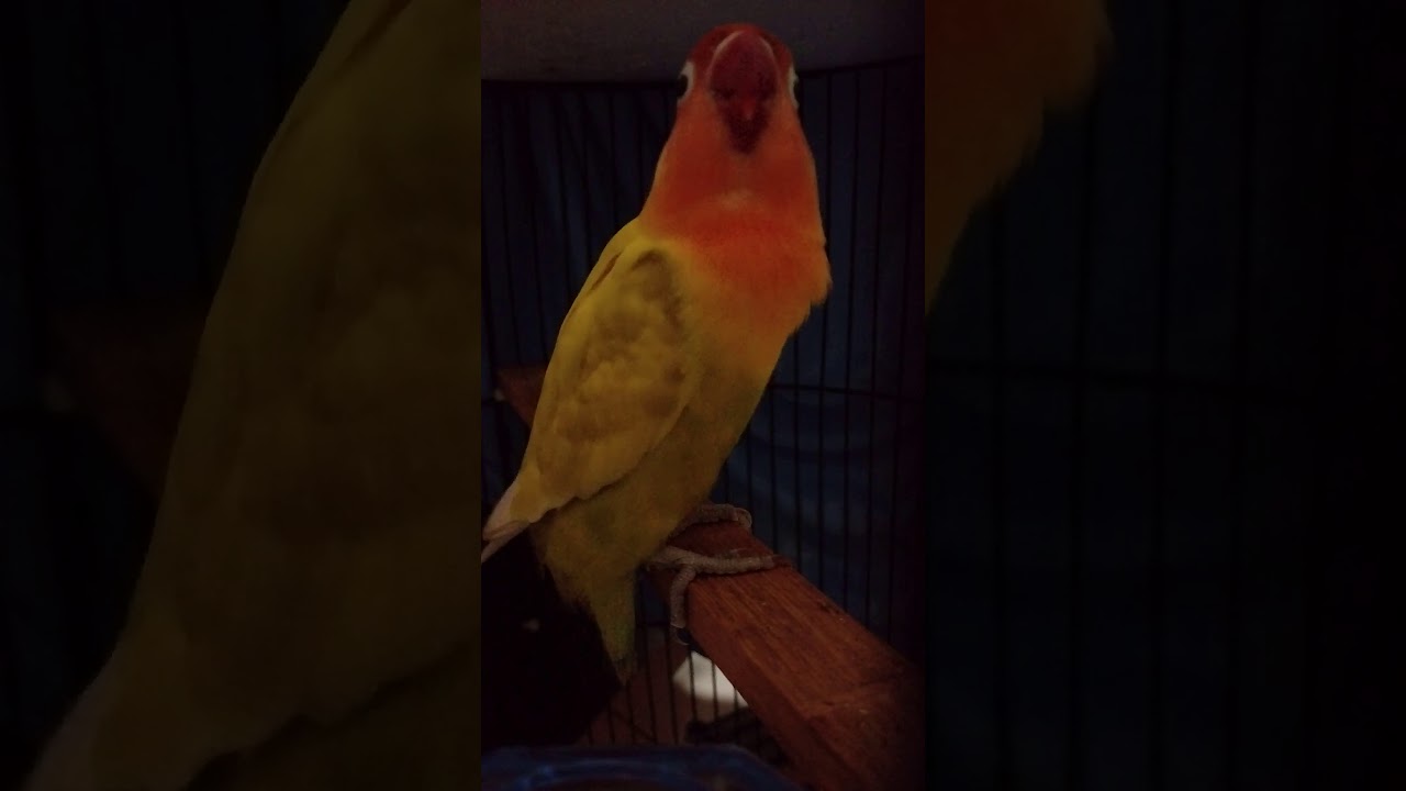 Lovebird ngekek warna kuning 