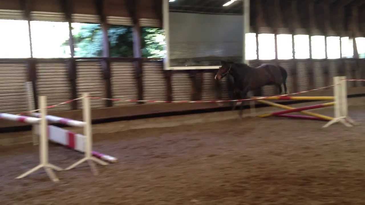 Colt (21 month) IMG 0963