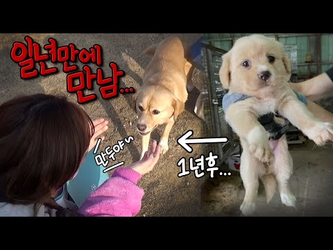 1년만에 입양간 강아지를 만났는데..강아지의 반응이..!