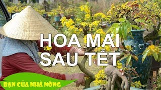 Hướng dẫn cách chăm sóc mai trong chậu sau Tết chuẩn chuyên gia