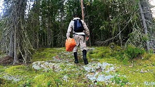 видео: Грибник нашел нетронутый лес и обалдел! Здесь не ступала нога человека! Тихая охота ягоды грибы 2024 картинка: Грибник нашел нетронутый лес и обалдел! Здесь не ступала нога человека! Тихая охота ягоды грибы 2024