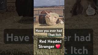 #hereford #bull #fypシ゚viral #fypyoutube #fyptiktok #cowboylifestyle #animalfarming #farmlife #cow