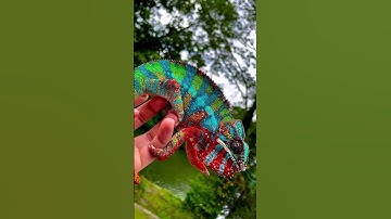 "Master of Disguise: Chameleon blending seamlessly into its surroundings”