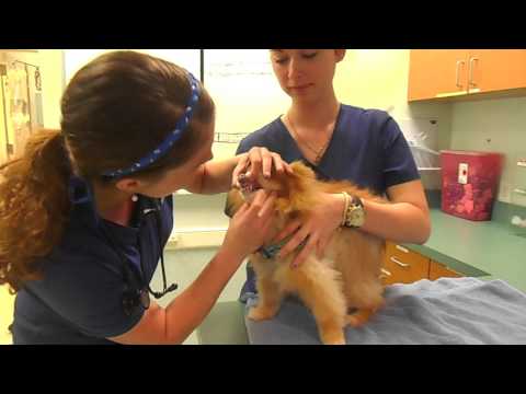 Bees Ferry Veterinary Hospital-The Physical Exam