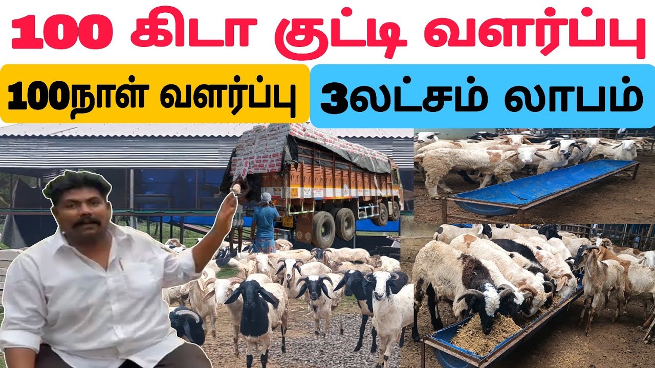 பசுந்தீவனம் இல்லை / மேச்சல் இல்லை /ஆடு வளர்ப்பில்  வருடம் 6 லட்சம் #தமிழ்விவசாயி #ஆடுவளர்ப்பு #sheep
