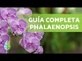 CUIDADOS de la ORQUÍDEA PHALAENOPSIS 🌸 ¡Riego, Sustrato y Más!