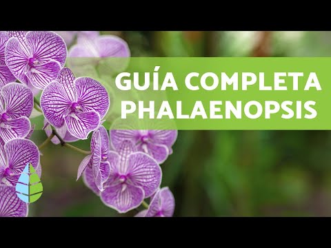 Video: Orquídeas Phalaenopsis: cuidados y características