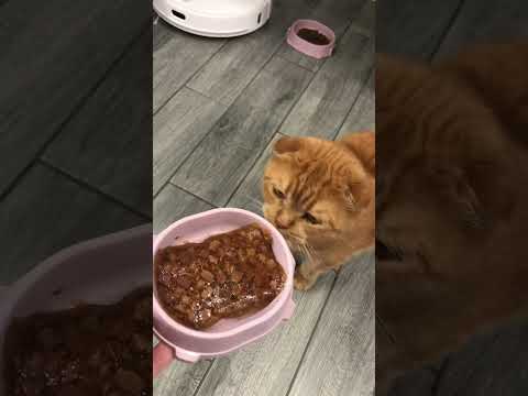 Что делать если кот ест только жидкий корм?