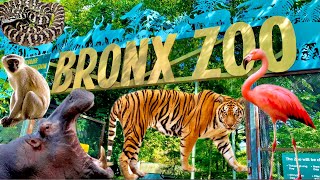 [4K] NYC Bronx Zoo Tour,Wilds of Asia🐕🐎🐅🐘Monorail Ride🚊#bronxzoo #nyc #walkingtour