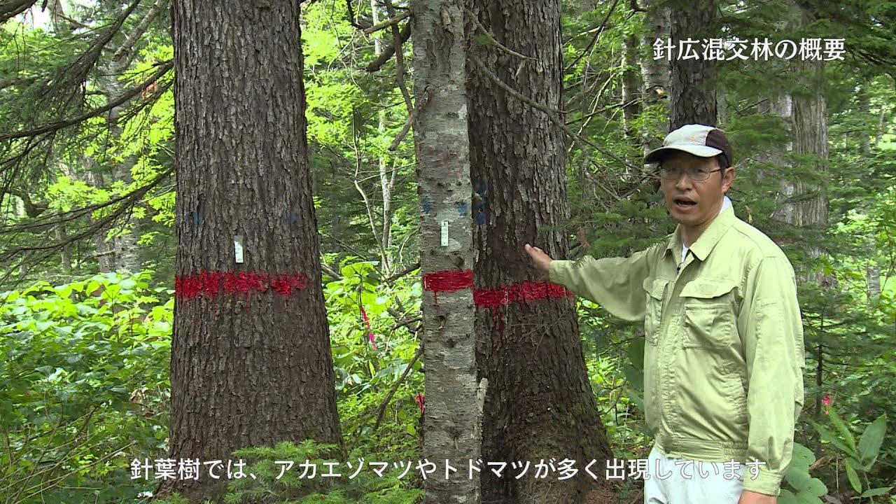 針広混交林の概要 Youtube