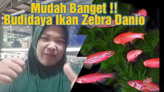 Budidaya Ikan Zebra Danio  Mudah Anti Ribet