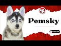 Unleash The Fun Facts: Pomsky Puppies