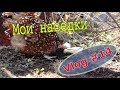 Мои наседки и перепелки \\ Vlog 14 \\ Мое хозяйство