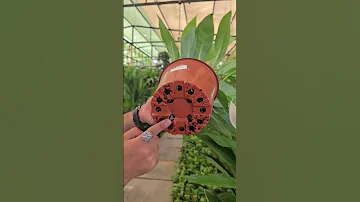افضل طريقة سقي النباتات اكسبلور العراق Plants زراعة نباتات نباتات زينة نباتات زينة كربلاء 