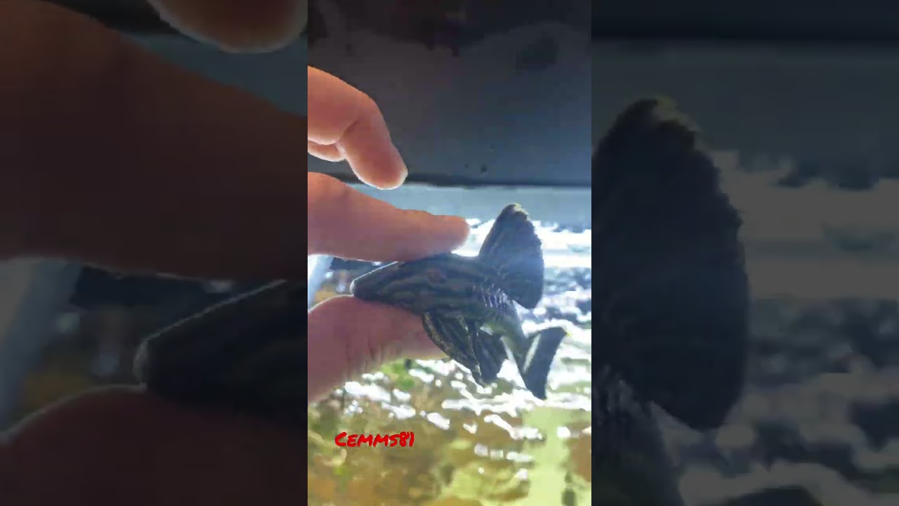 Pleco Welse aquarium Fish 