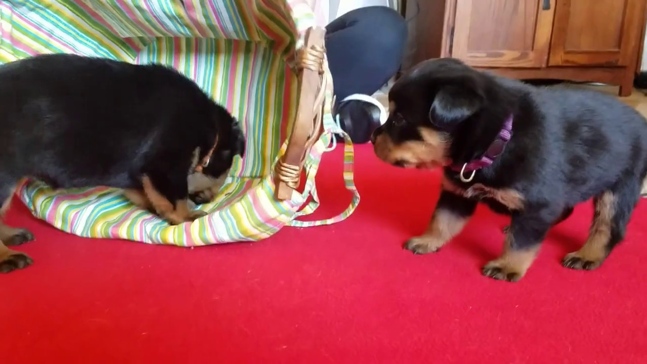 2019 Litter of 4 week old Rottweiler Puppies (Females), Ruhenstroth ...