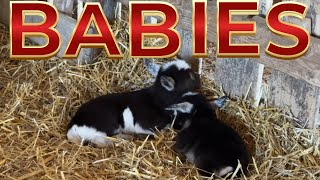 Babies…Learning to play and be goats