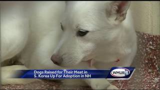 Dogs rescued from South Korea meat farm now safe in New Hampshire