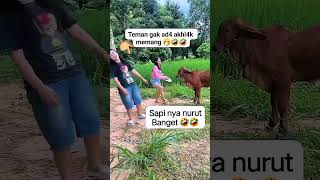 A funny cow