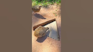 Amazing Easy Quail Trap Using Cardboard #youtubeshorts