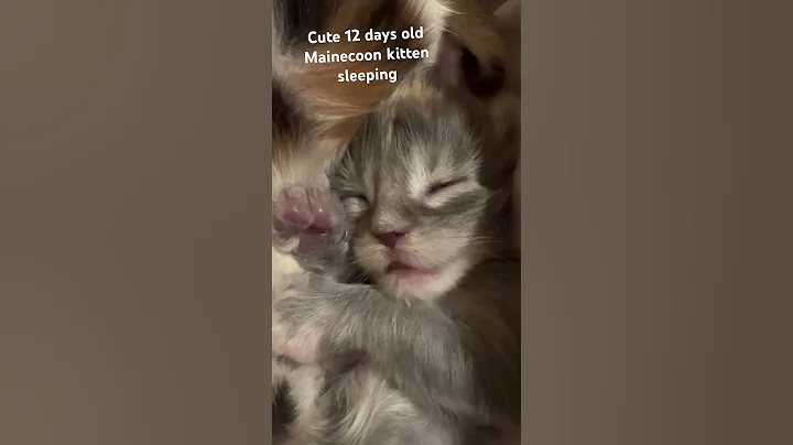 Video 3798661: mainecoon kitten cute, mainecoon sleep