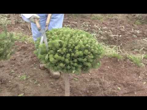 Video: Mugo Pine Growing: Tips on Caring For Mugo Pines In The Landscape