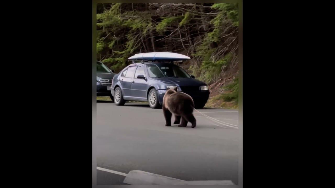 Bear with the longest tapeworms I have ever seen. YouTube