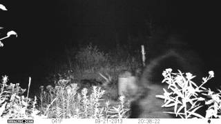 Black Bear smells trail cam