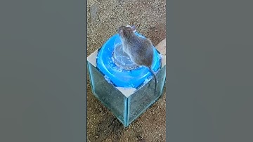 [New] Use Small Glass Box To Make Mouse Trap - DIY Homemade 2021 PART 02