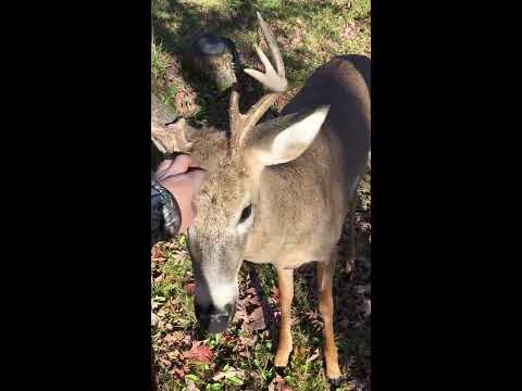 Guy pets deer