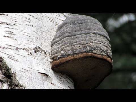 Bark Mushrooms